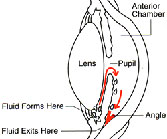 Los Angeles Glaucoma Photo