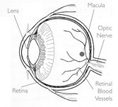 Los Angeles Macular Degeneration Photo