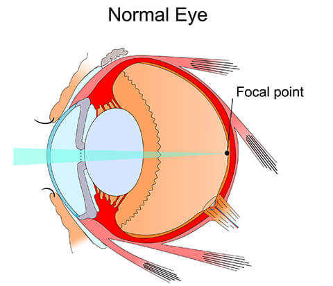 Normal Eye Illustration
