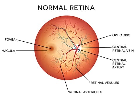 Normal Retina Diagram