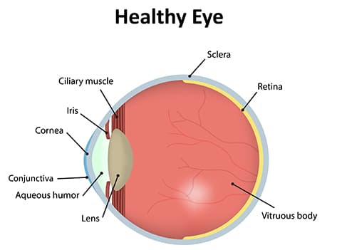 Healthy Eyes Diagram